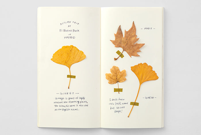 TRAVELER'S COMPANY Notebook Regular Insert 025 - Cream Blank